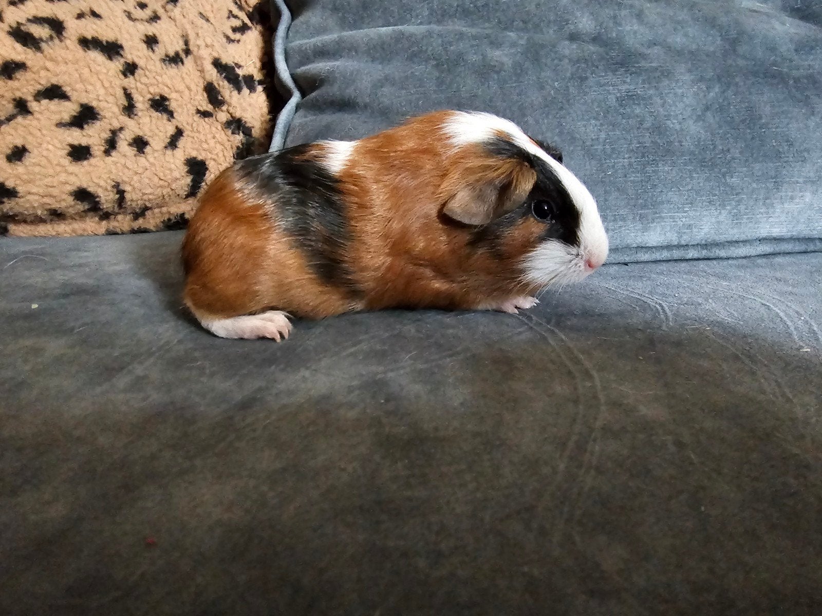 Lief cavia beertje 4 weken gladhaar 3kleur, Dieren en Toebehoren, Knaagdieren, Cavia, Mannelijk, Mei, Tam
