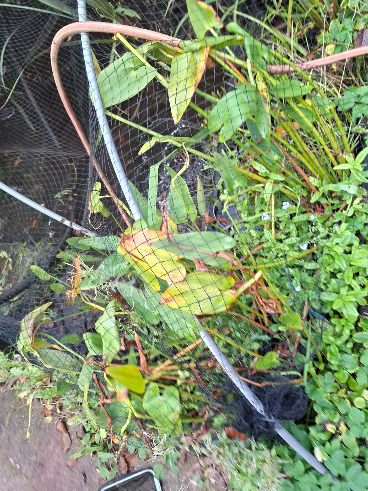 9 verschillende soorten vijver moerasplanten, Ophalen