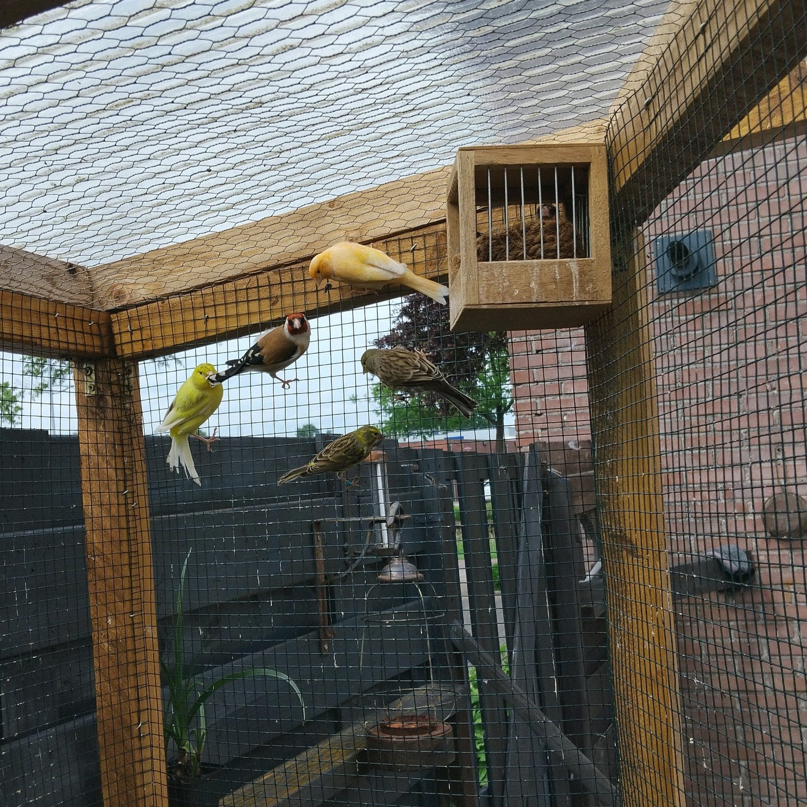 Europese kanarie bastaard, Dieren en Toebehoren, Vogels | Kanaries, Mannelijk, Bastaard