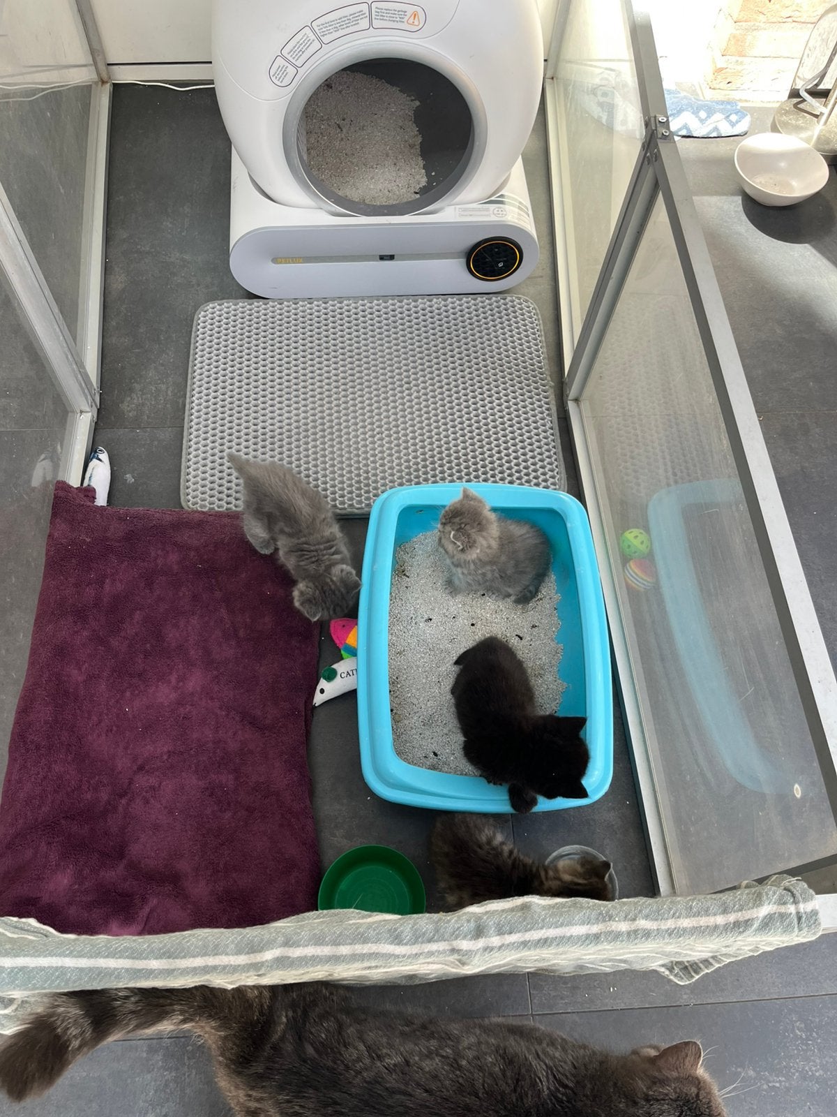 2 Exotic short en 1 longhair met volle neusjes beschikbaar, Meerdere dieren, Ontwormd, 0 tot 2 jaar