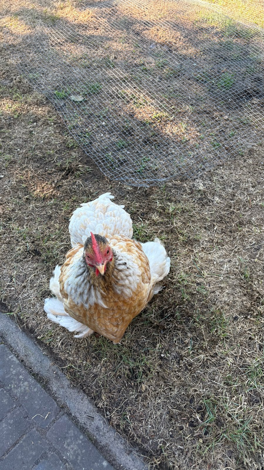 cochin kriel hen, Dieren en Toebehoren, Pluimvee, Vrouwelijk, Kip