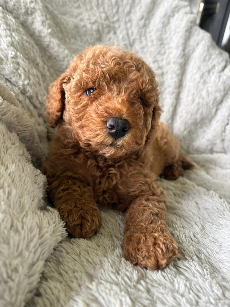 Australian Labradoodle puppy's, Parvo, Overige rassen, 8 tot 15 weken, Meerdere