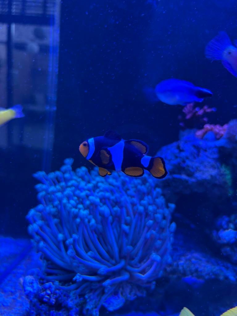Anemoonvis Amphiprion Percula, Dieren en Toebehoren, Vissen | Aquariumvissen, Vis