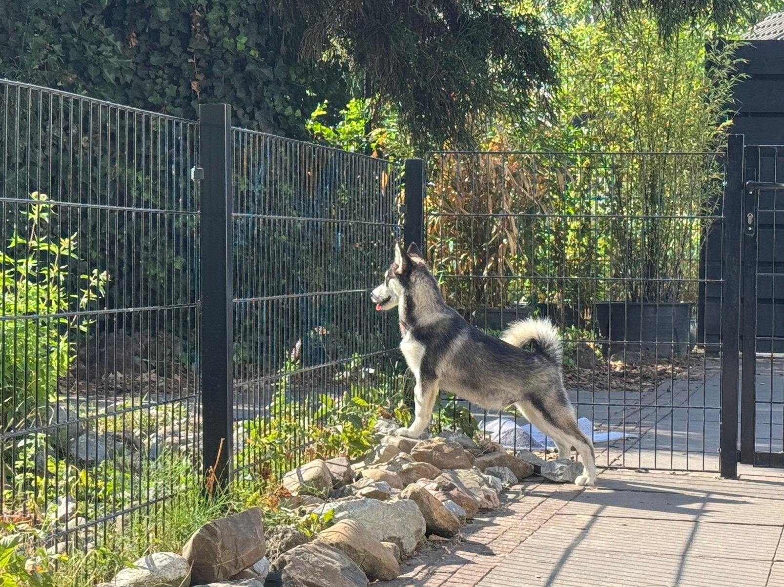 Lieve speelse  Pomsky pup Mini Husky, Dieren en Toebehoren, Parvo, 8 tot 15 weken, Eén hond, Nederland