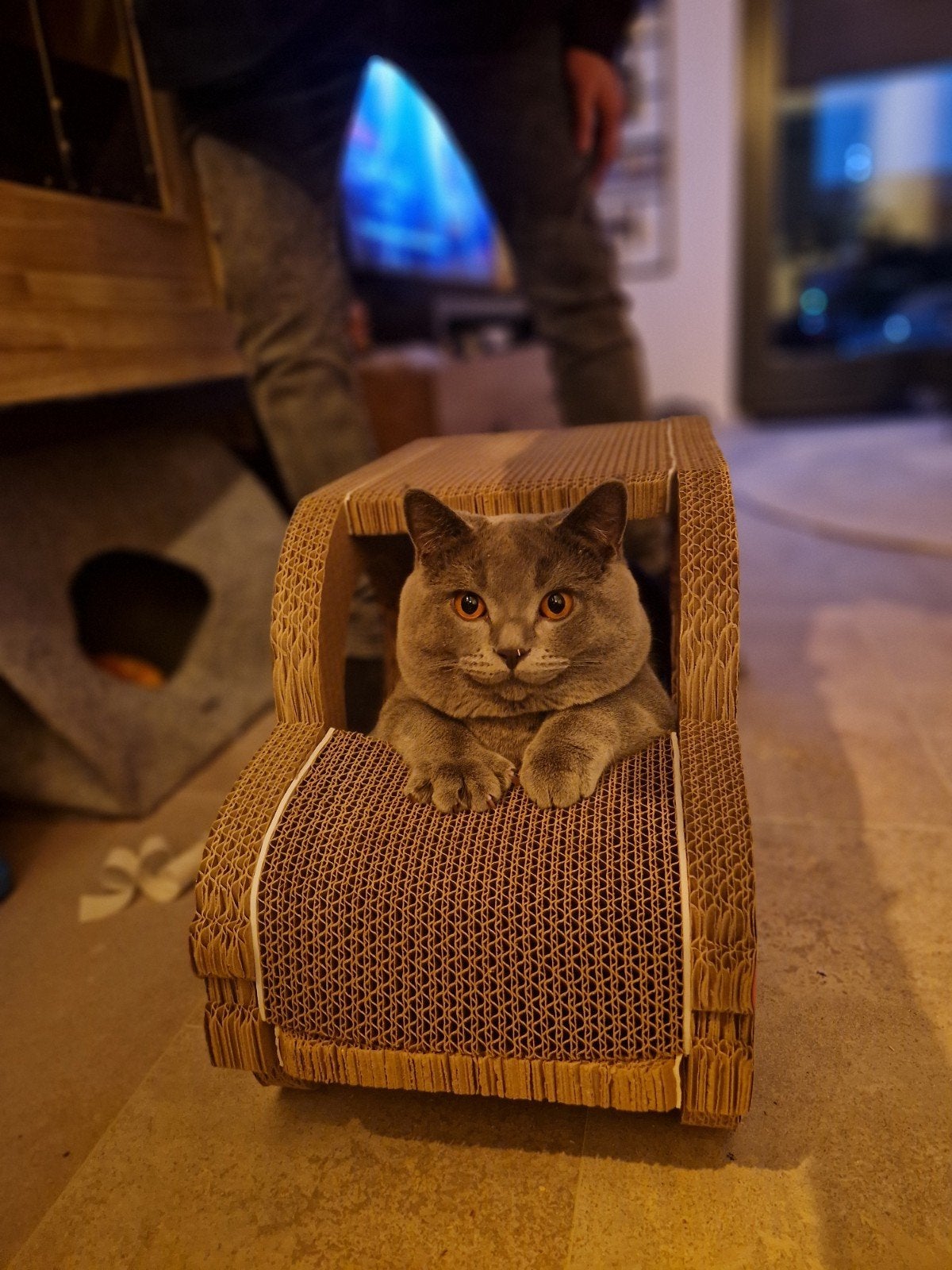 Dekkater britse korthaar !!niet te koop!!