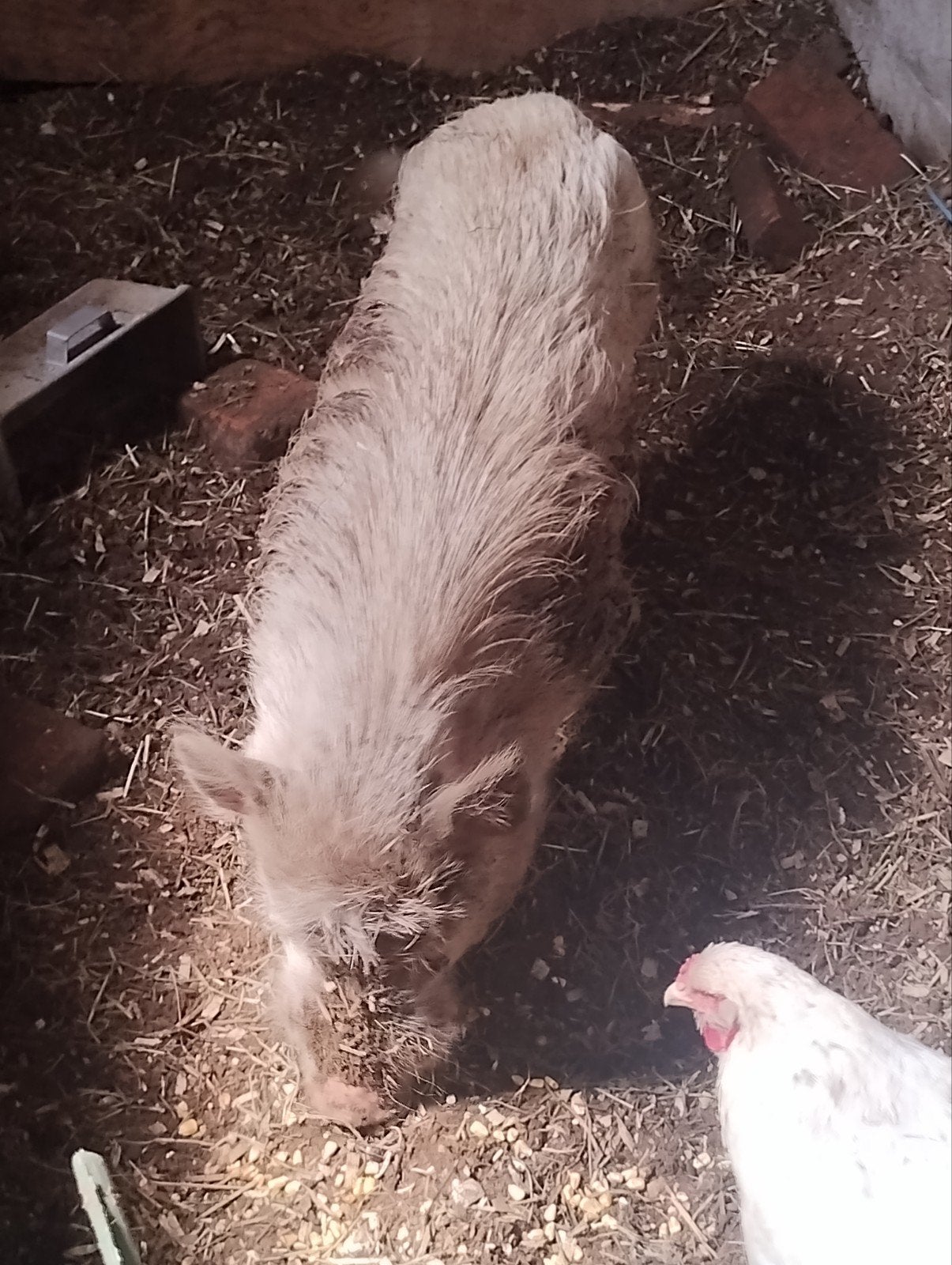 Mini varken, Dieren en Toebehoren, Mannelijk, Overige soorten