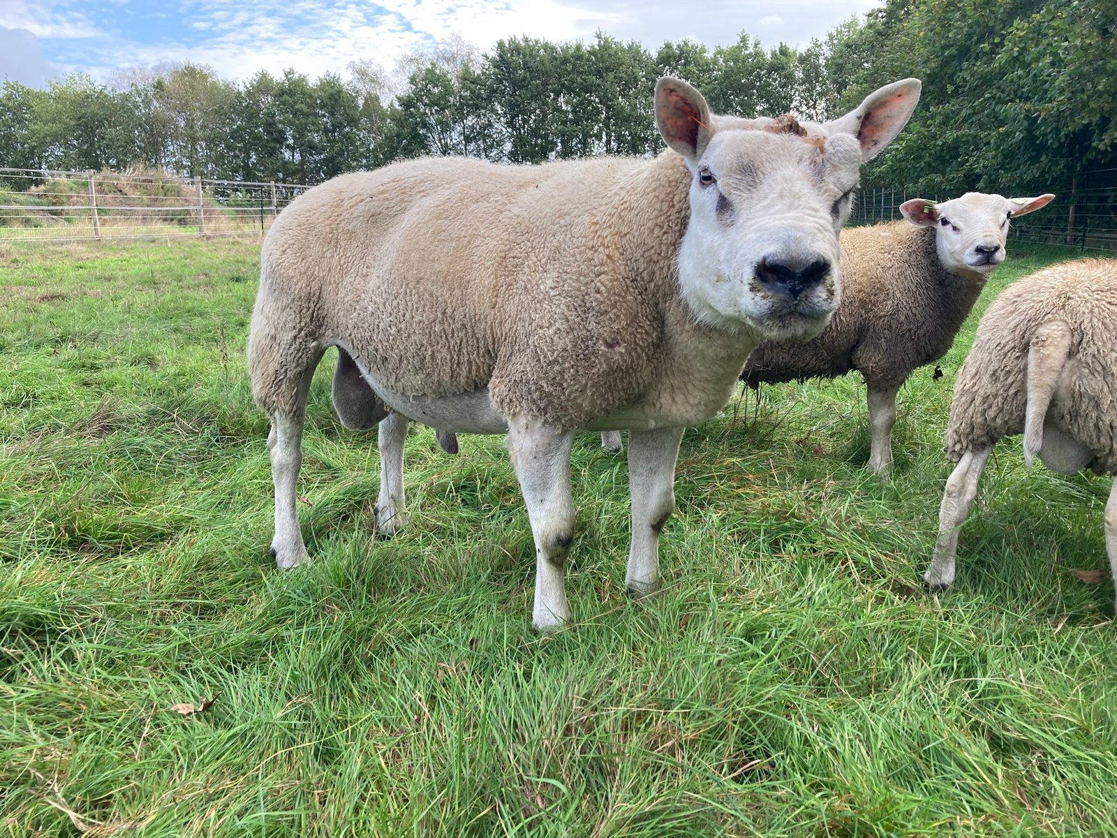 Stamboek Britse Texelaar ram import ram, Dieren en Toebehoren, Mannelijk, Schaap