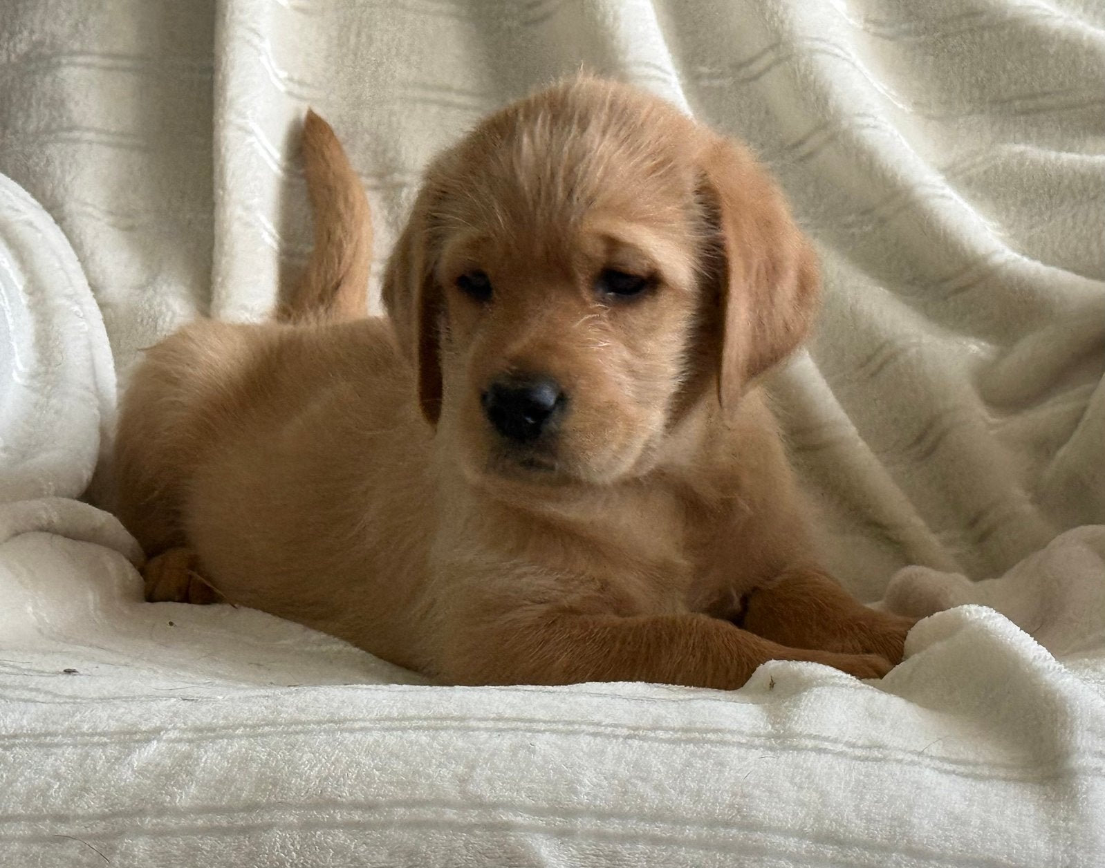 Mooie gezonde labradoodle f1 pups, Parvo, Overige rassen, 8 tot 15 weken, Meerdere