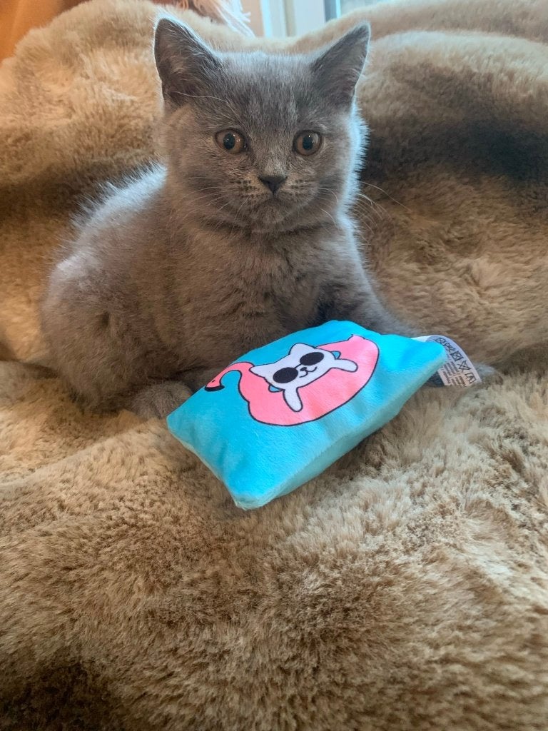 Raszuivere Britse korthaar kittens, Dieren en Toebehoren, Katten en Kittens | Raskatten | Korthaar, Meerdere dieren, Ontwormd