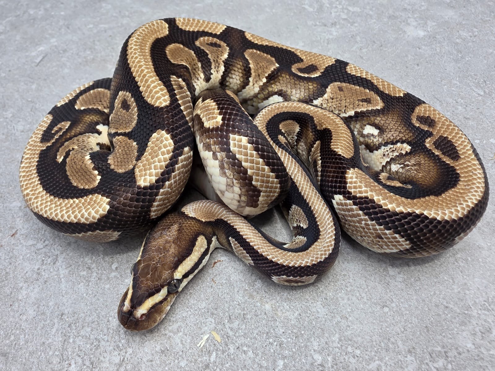 Yellow Belly triple het Dg Clown Pied man koningspython Ball Python - male for sale from willems