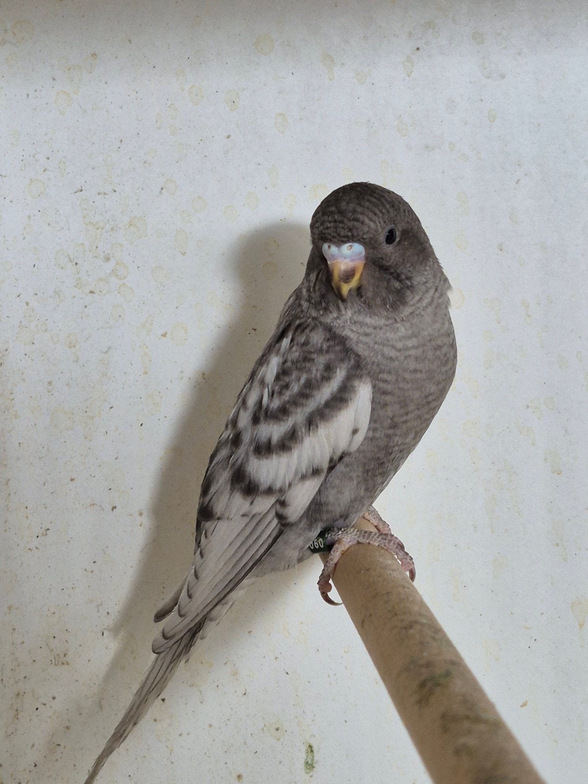 Bwbf Melanistic spangle kweekgroep, Meerdere dieren, Parkiet, Geringd