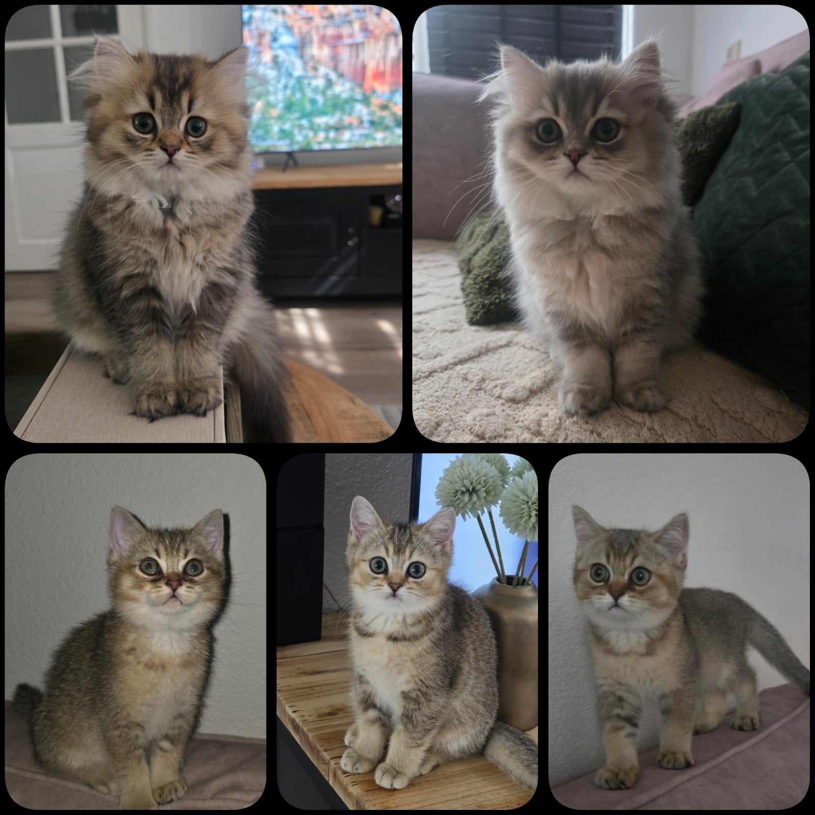 Lieve, sociale Britse Korthaar & Langhaar kittens, Meerdere dieren, Ontwormd