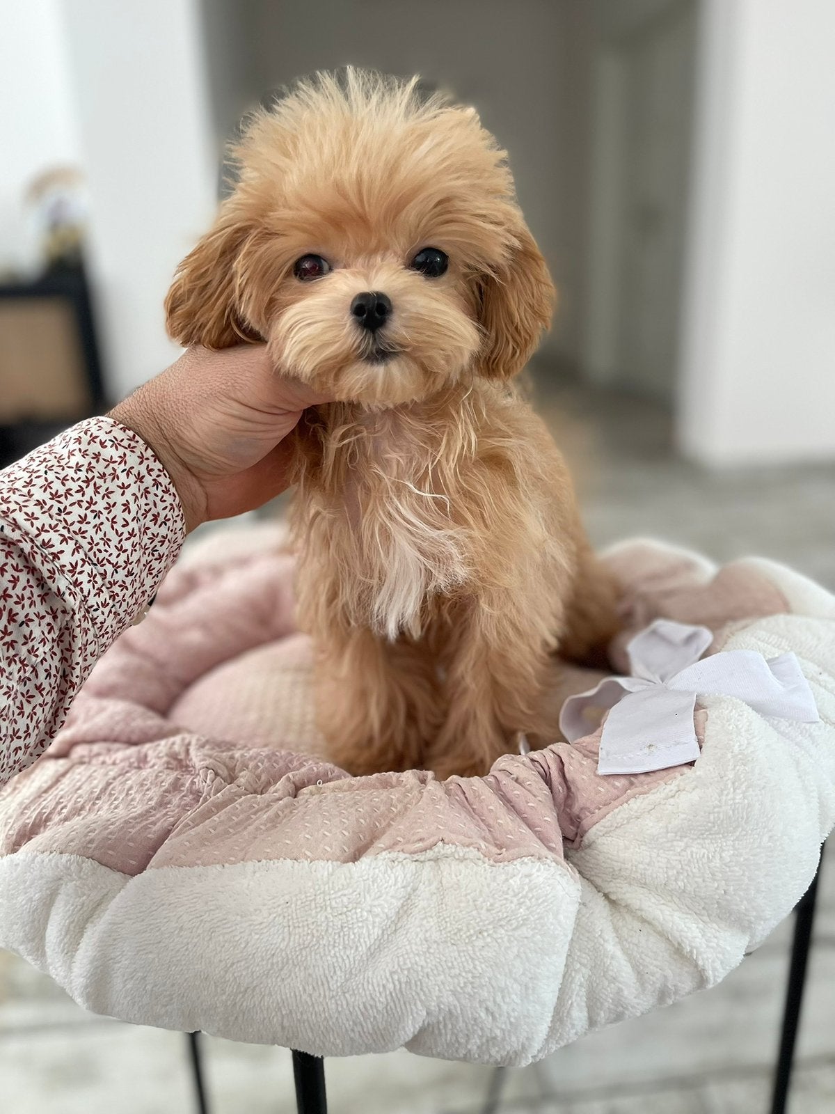 Exclusieve Maltipoo F1 pup ;Maltezer/ Asian Toy Poedel), Dieren en Toebehoren, Particulier, Overige rassen, 8 tot 15 weken, Buitenland