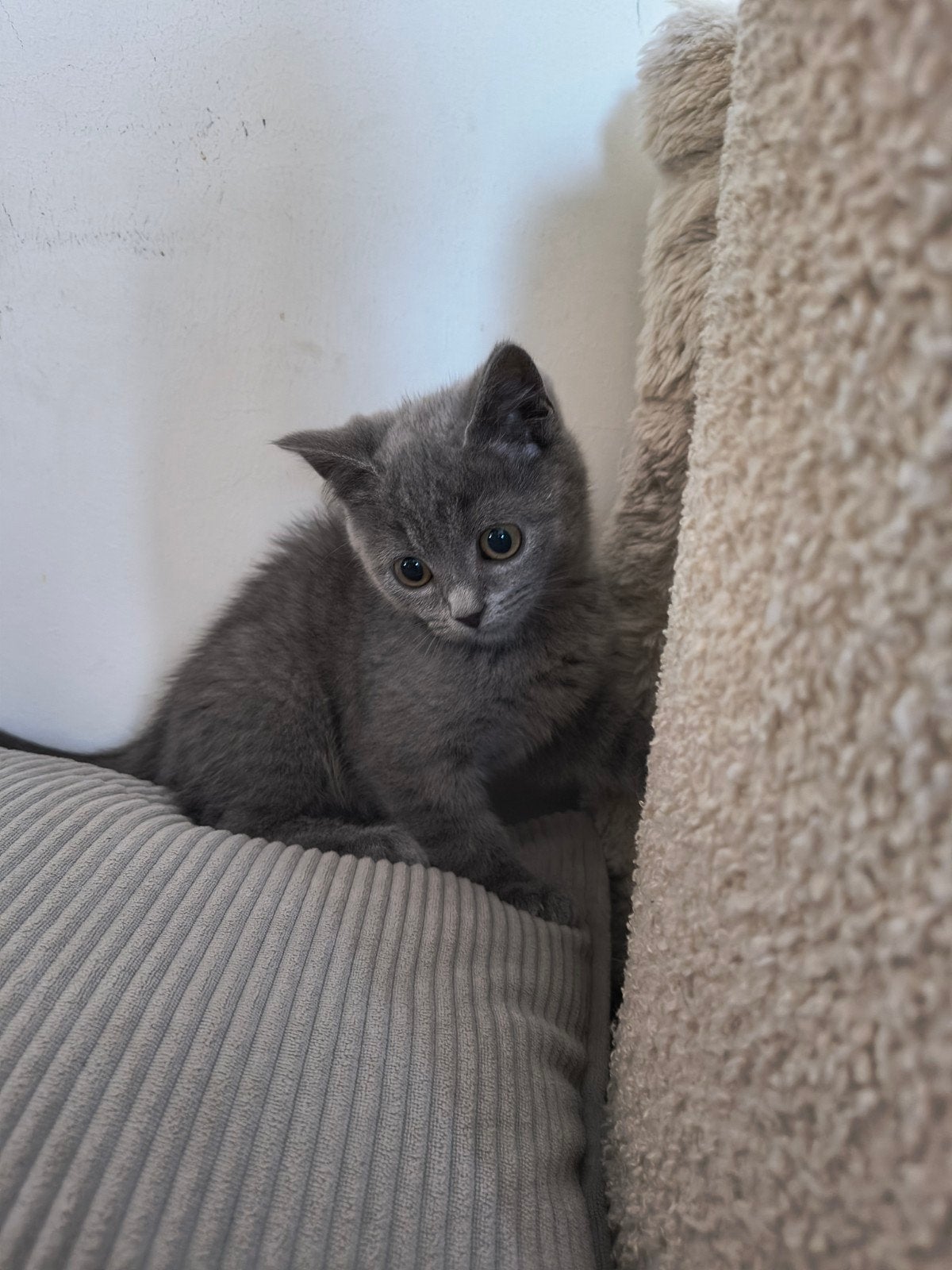 Britse korthaar kittens., Meerdere dieren, Ontwormd, 0 tot 2 jaar
