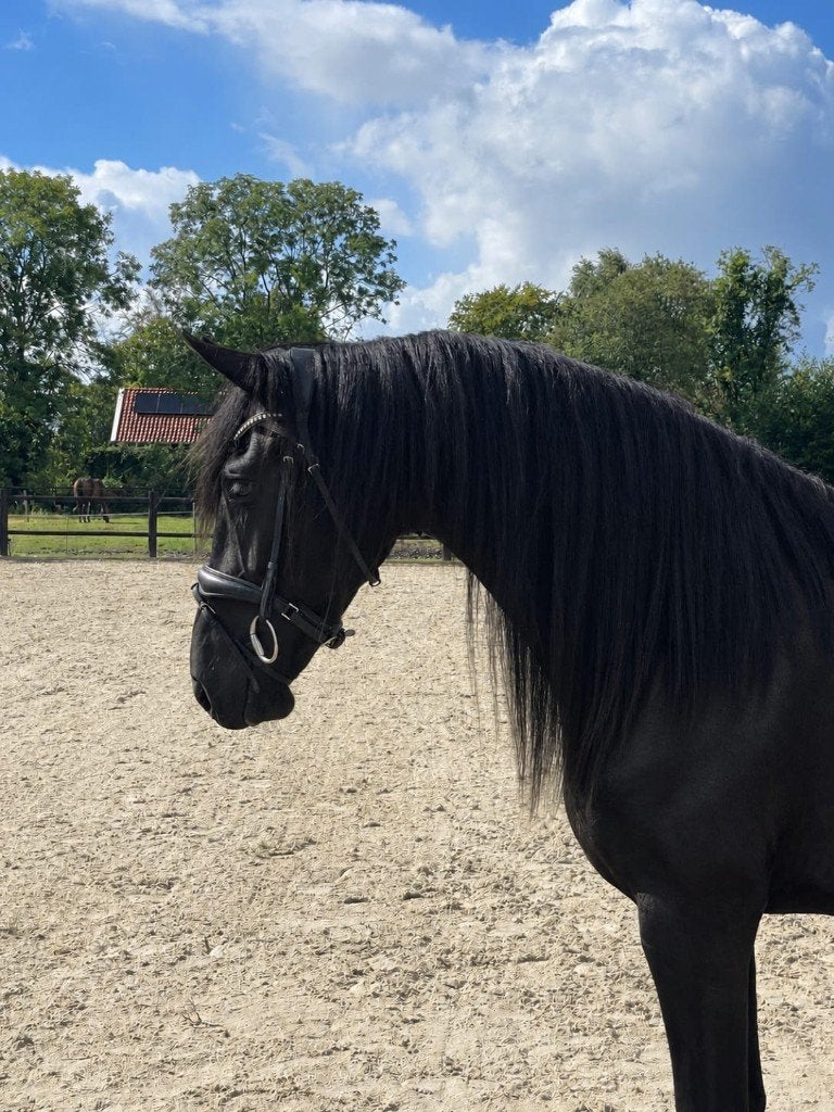 Super brave 3 jarige Friese merrie, Merrie, Met stamboom, Niet van toepassing, Dressuurpaard