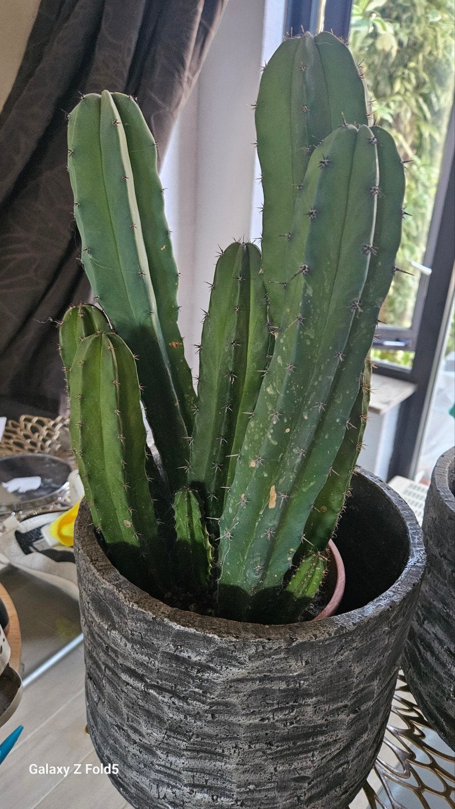 Grote Myrtillocactus  in Pot - Ideaal voor Binnen/Buiten, Overige soorten, Volle zon, Vaste plant, Ophalen of Verzenden
