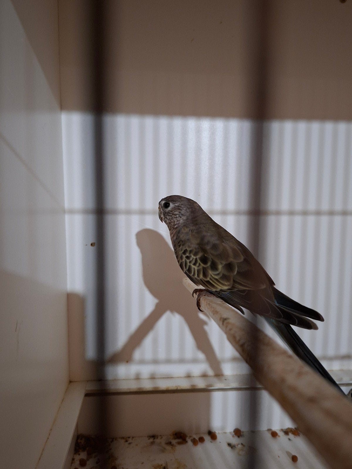 bourke parkiet poppen X 2, Dieren en Toebehoren, Vogels | Parkieten en Papegaaien, Vrouwelijk, Parkiet