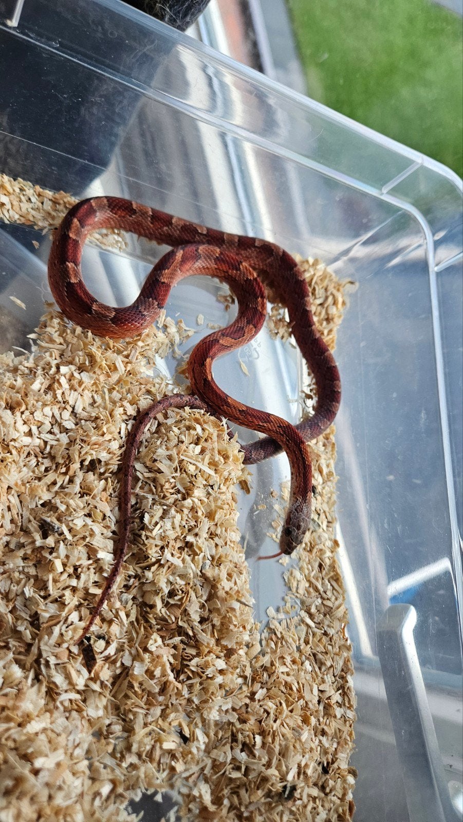 1.0 pantherophis guttatus lavender x charcoal, Slang, 0 tot 2 jaar