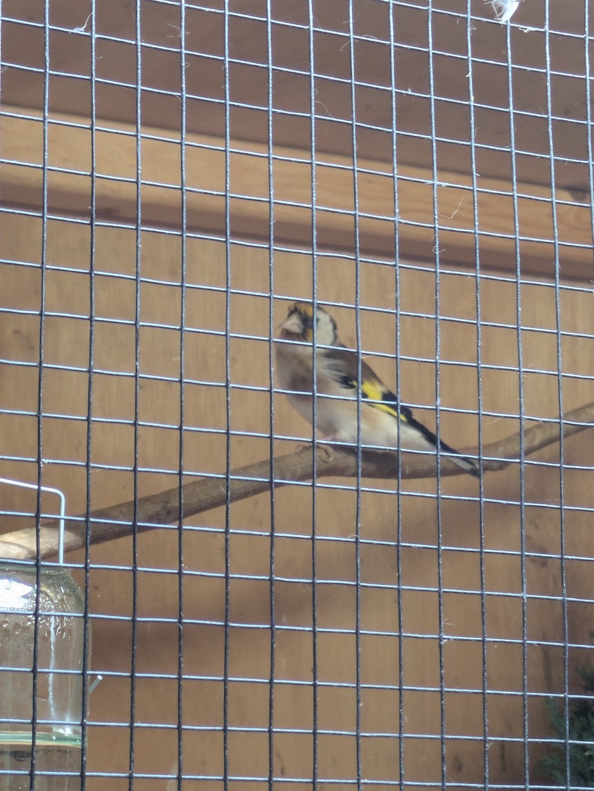 Majoor putter te koop, Vrouwelijk, Wildzangvogel