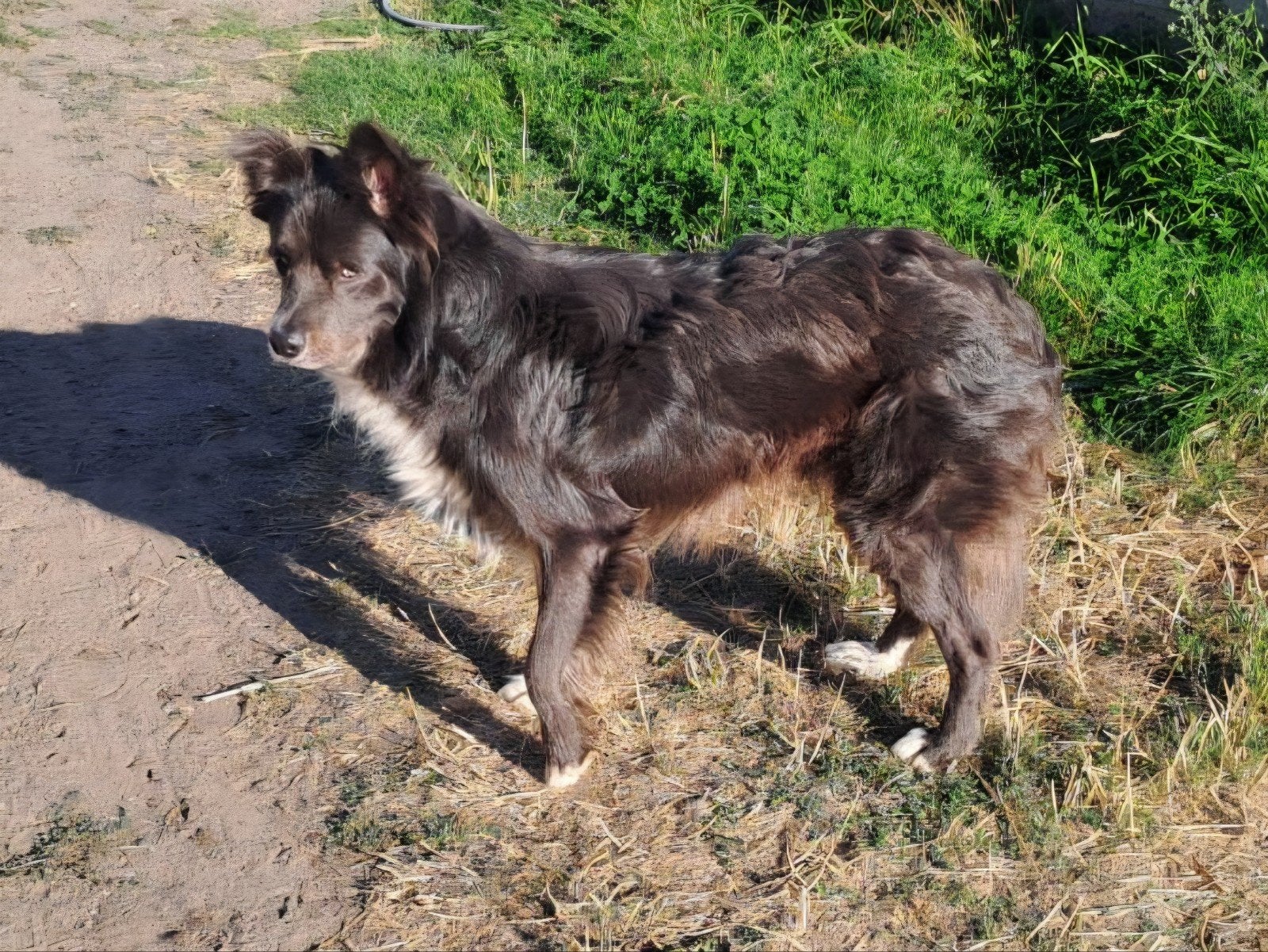 blauwe border collie reu, Parvo, België, Particulier, Reu