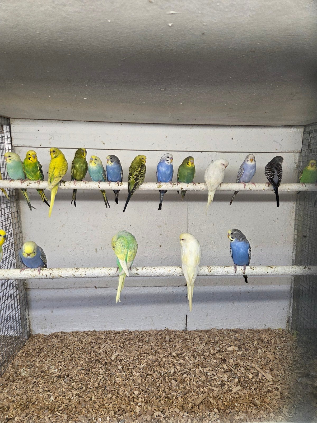 Grasparkieten, Dieren en Toebehoren, Vogels | Parkieten en Papegaaien, Meerdere dieren, Parkiet