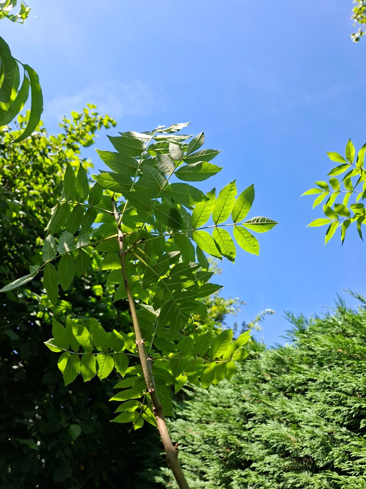 Hoge Es, Tuin en Terras, Planten | Bomen, Overige soorten, 100 tot 250 cm, Ophalen, Volle zon