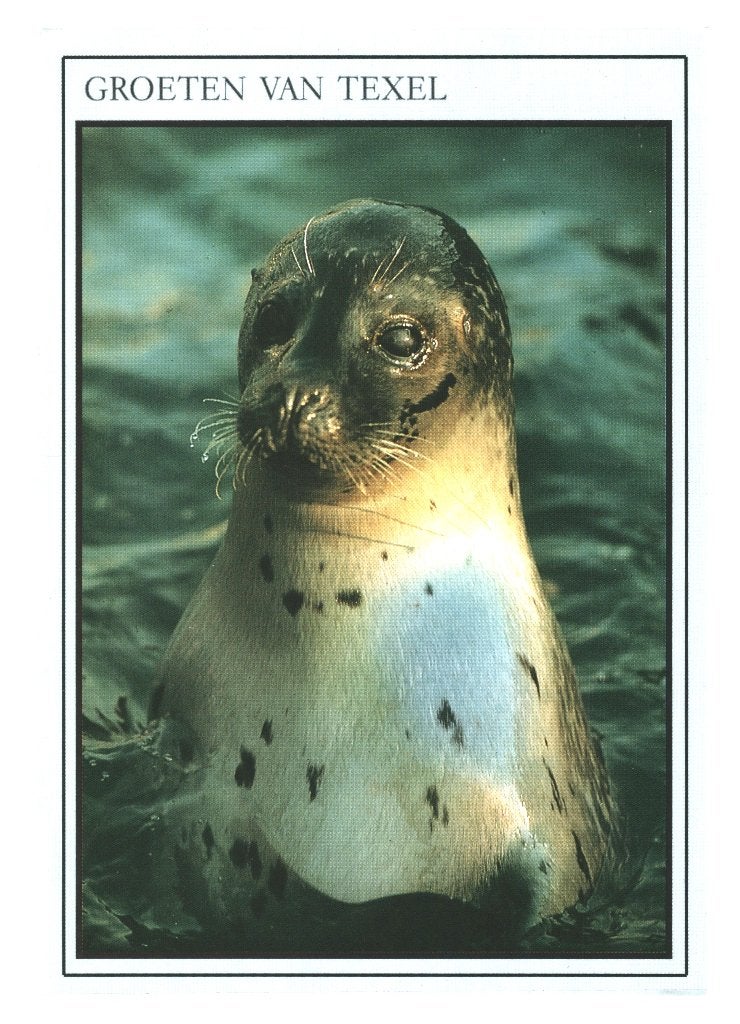 988281 Texel 80+ Zeehond  mooie zegel Pluk van de petteflet, Ophalen of Verzenden, 1980 tot heden, Gelopen, Noord-Brabant