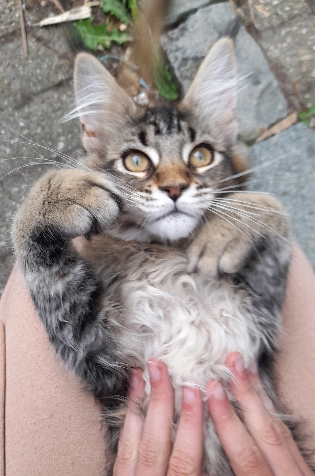 Twee mooie ticked Maine Coon poesjes met stamboom, Poes, Met stamboom, 0 tot 2 jaar