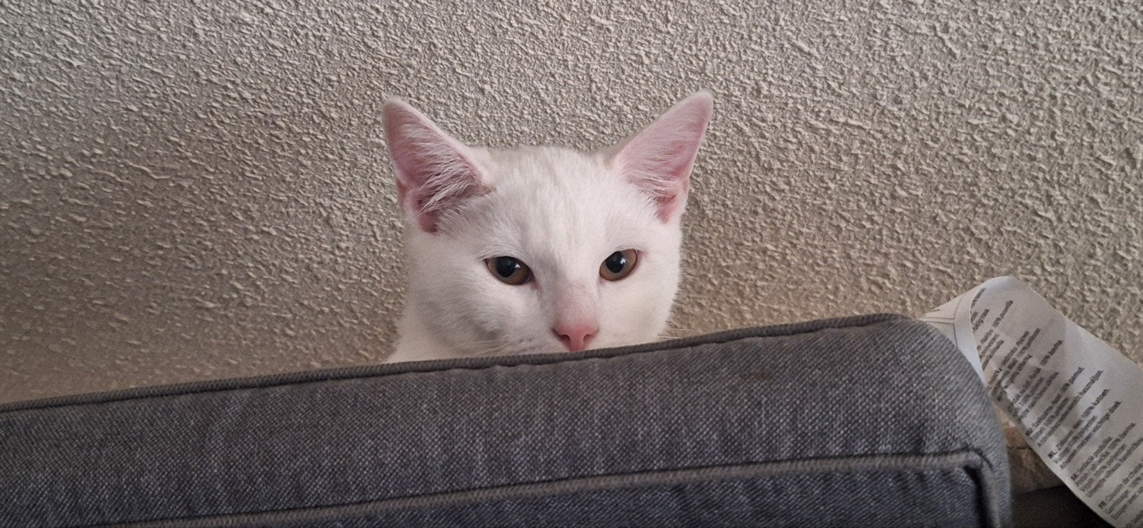 4 kittens geboren 26 mei 2026, Dieren en Toebehoren, Meerdere dieren, Kortharig, 0 tot 2 jaar
