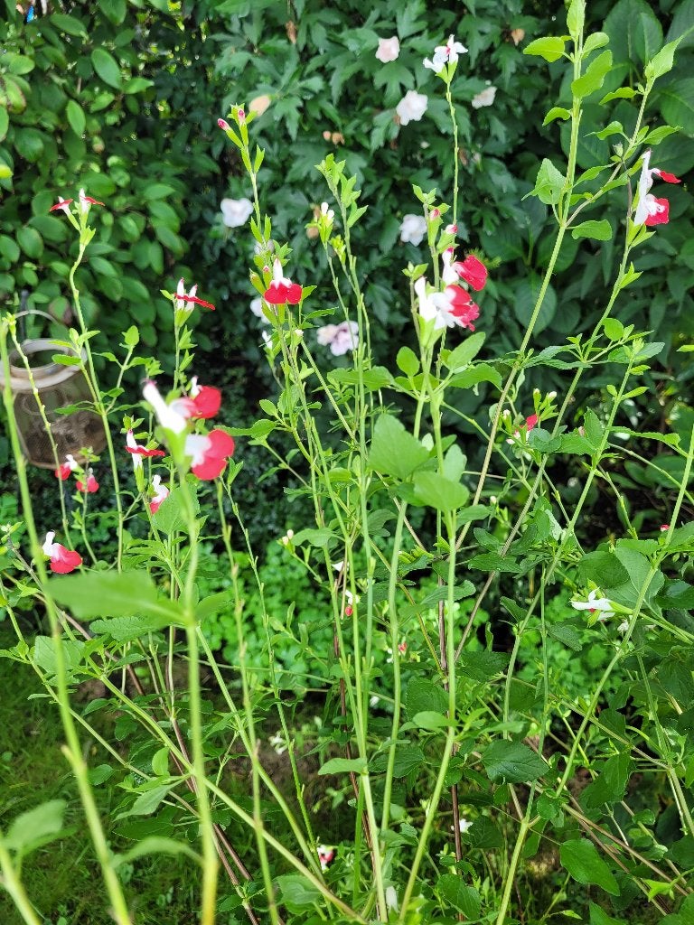 Mooie pol salvia hotlips, Tuin en Terras, Ophalen, Vaste plant, Overige soorten, Volle zon