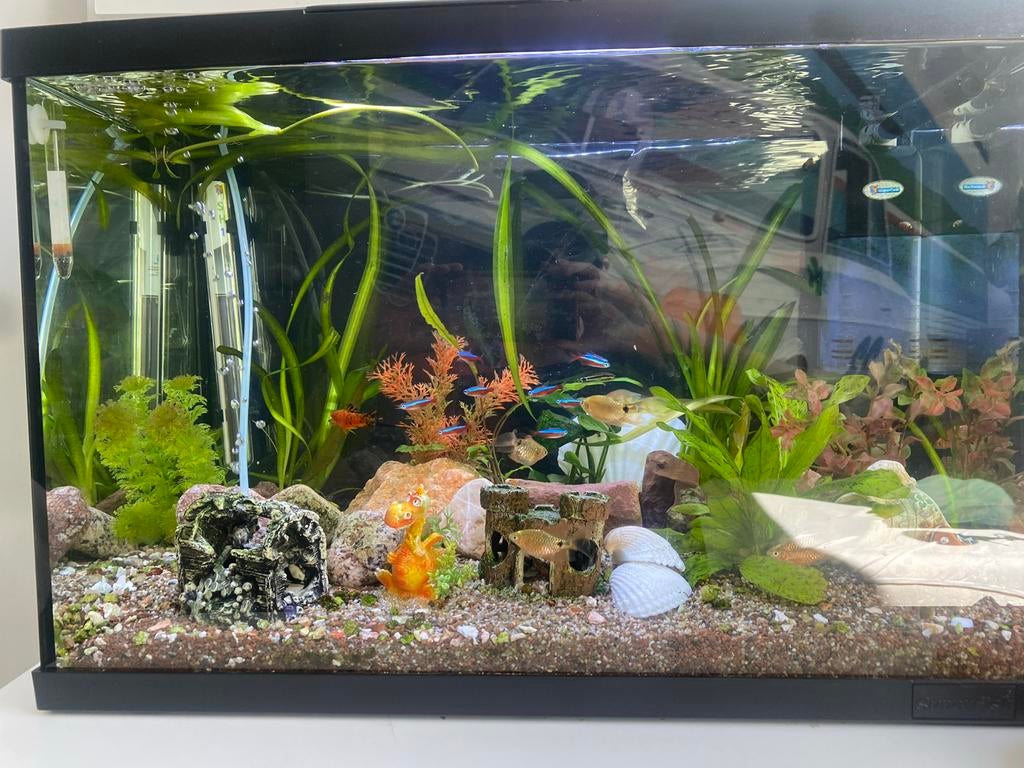 Aquarium met vissen, Ophalen, Inclusief vissen, Zo goed als nieuw, Gevuld zoetwateraquarium