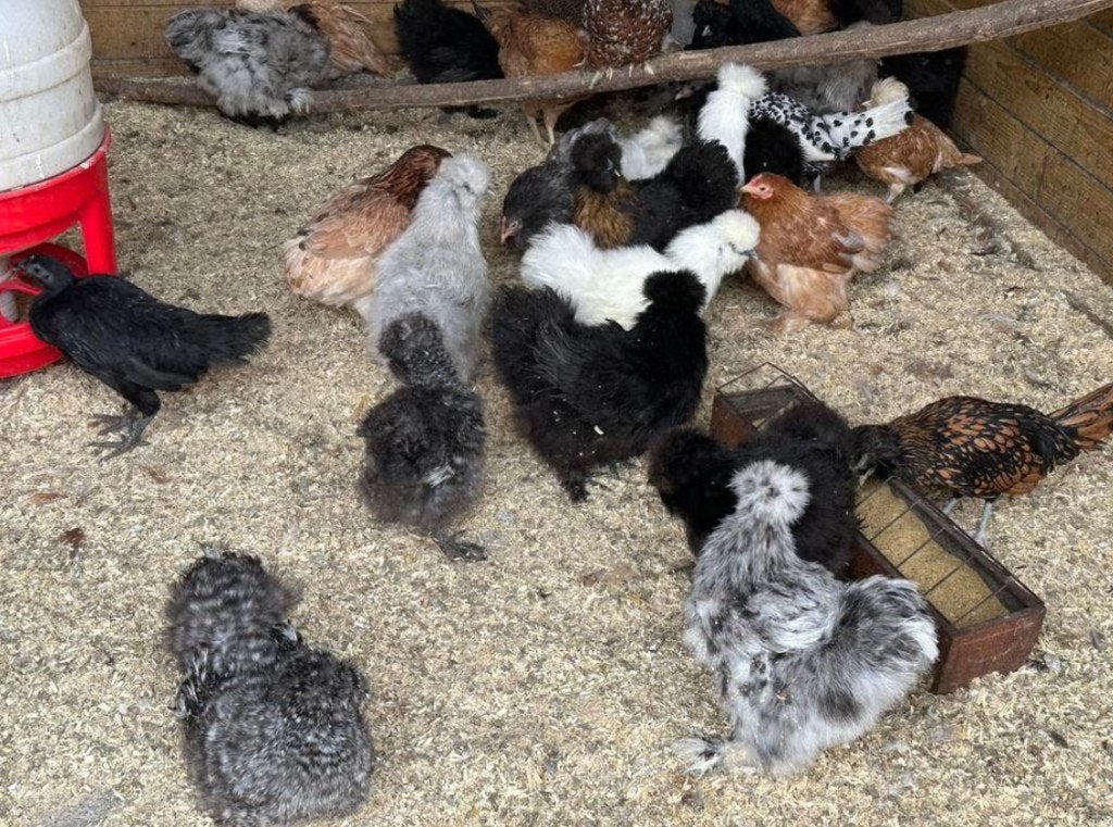 Zijdehoenders kippen te koop (verschillende kleuren), Dieren en Toebehoren, Pluimvee, Meerdere dieren, Kip