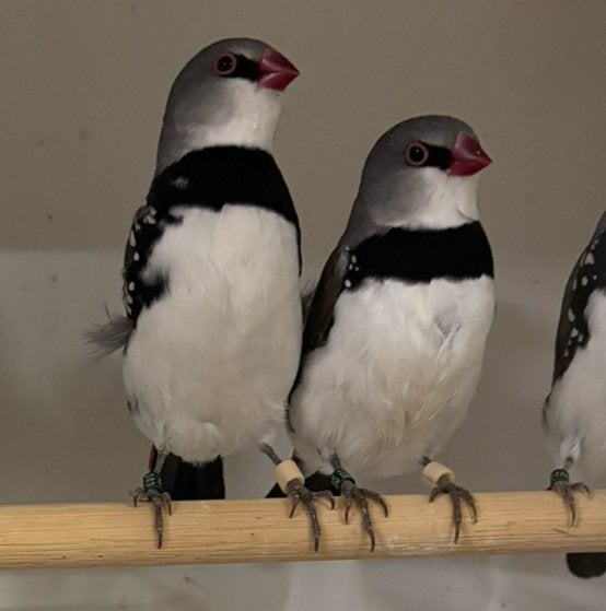 Mooie grote diamantvinken, Dieren en Toebehoren, Meerdere dieren, Tropenvogel, Geringd