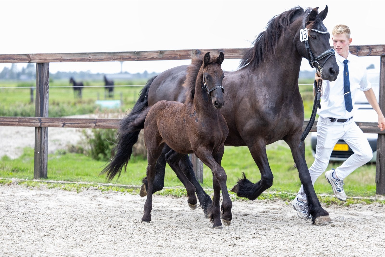 Fries hengsten veulen, Dieren en Toebehoren, Hengst, Minder dan 160 cm, Dressuurpaard, 0 tot 2 jaar