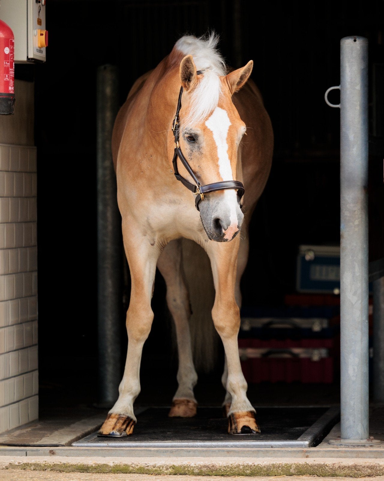 Vitafloor voor paard en hond, Ophalen, Nieuw