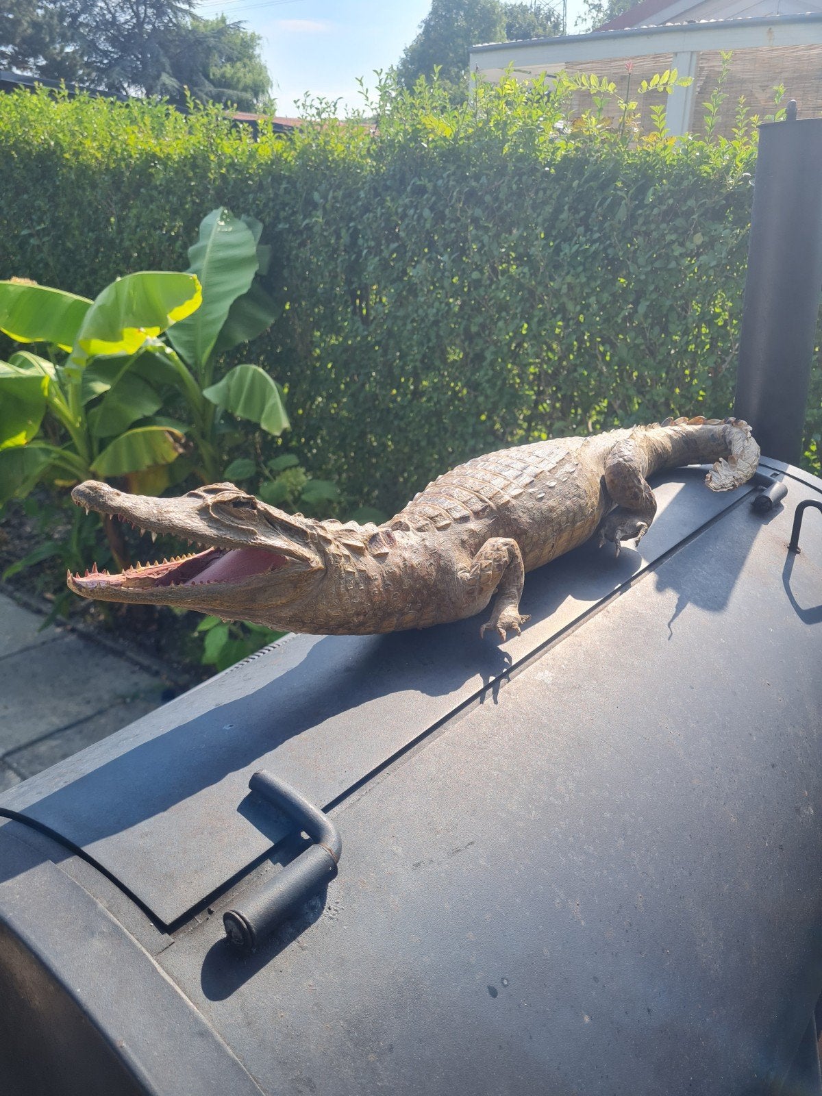 kaaiman. echte, Dieren en Toebehoren, 0 tot 2 jaar