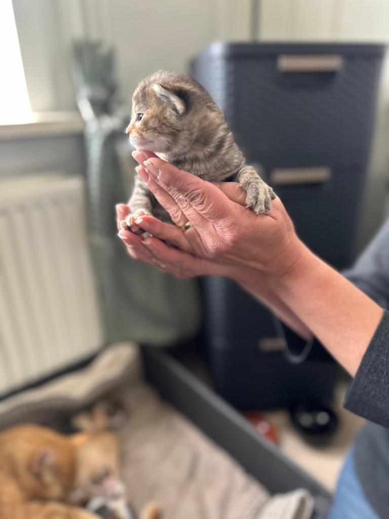 Kruising kittens, Dieren en Toebehoren, Katten en Kittens | Raskatten | Korthaar, Geslacht onbekend