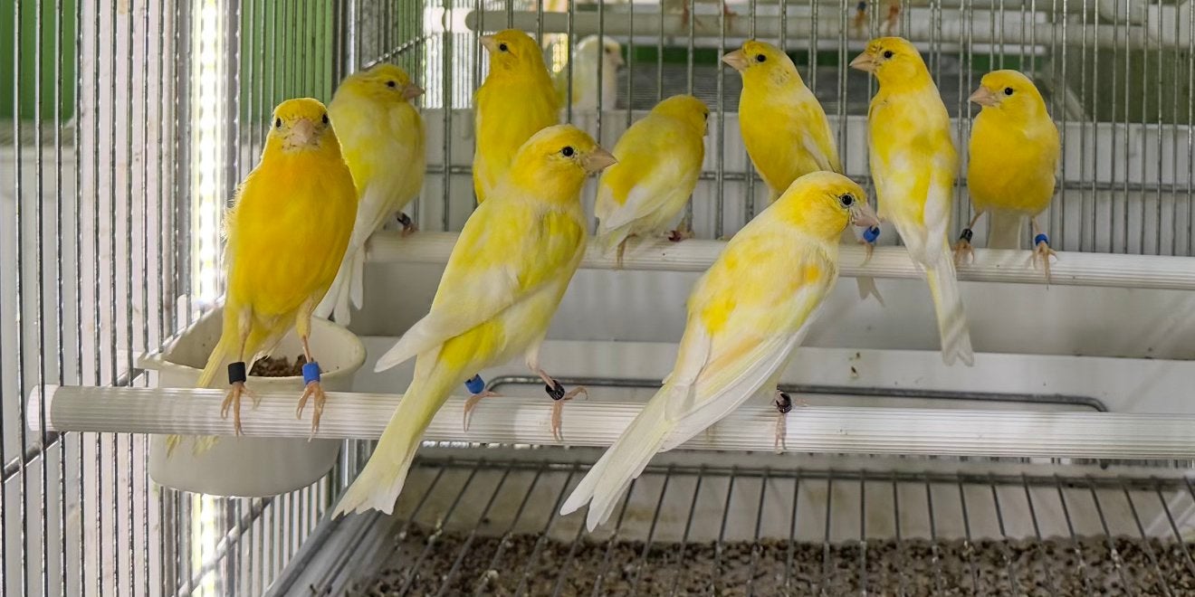 Raza espagnola kanaries 2025/2026, Dieren en Toebehoren, Vogels | Kanaries, Meerdere dieren, Kleurkanarie