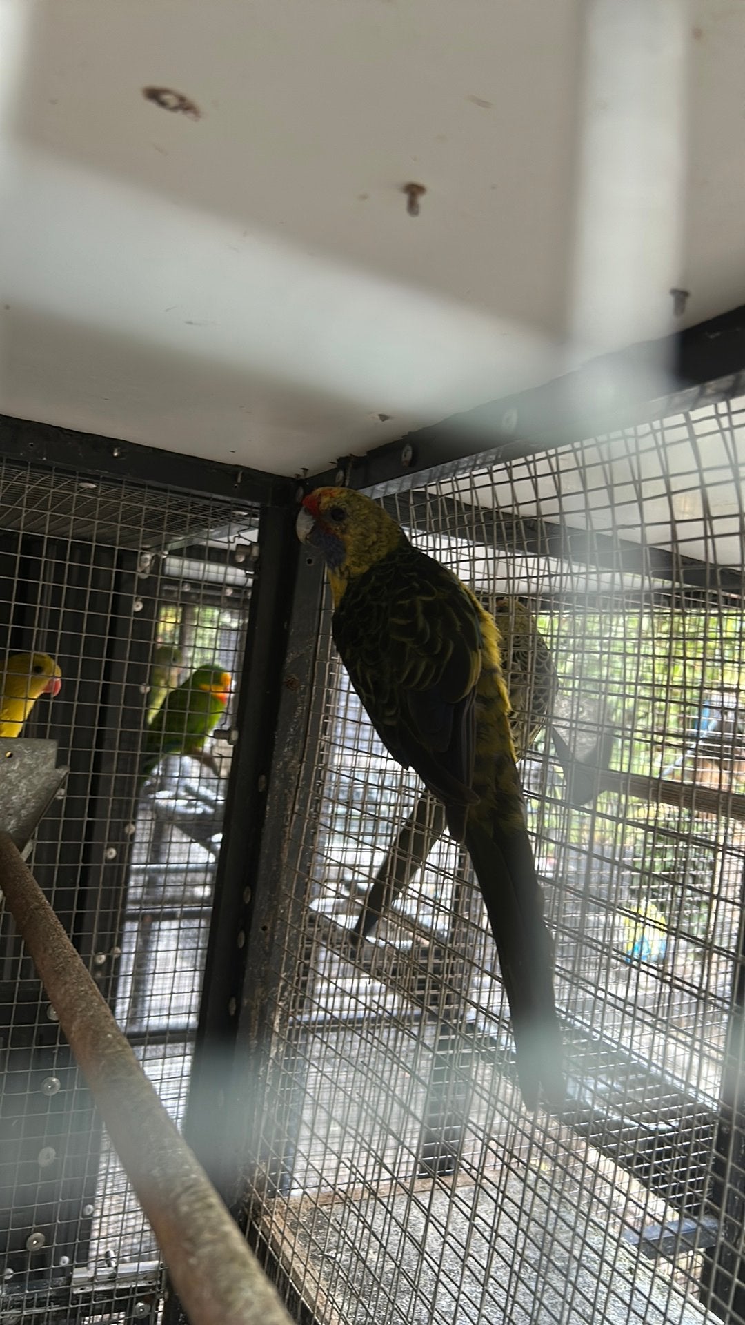 Jonge Geelbuik rosella, Mannelijk, Parkiet, Geringd