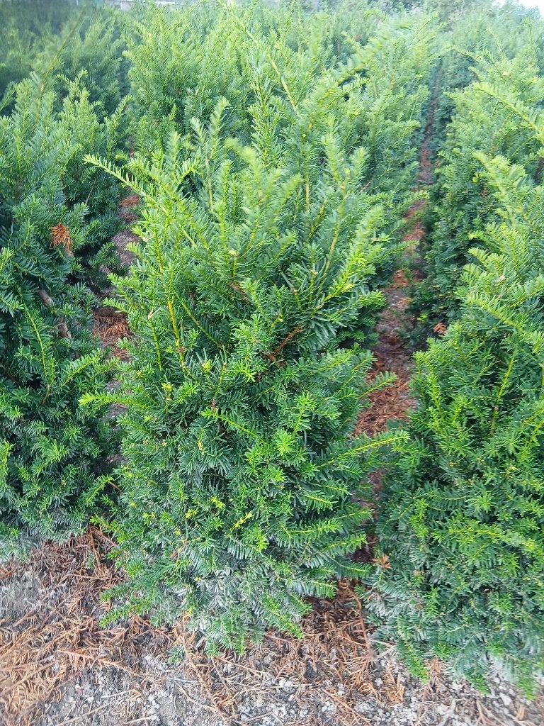 Taxus baccata Best Green Velvet, Ophalen, Bloeit niet, Overige soorten, Volle zon