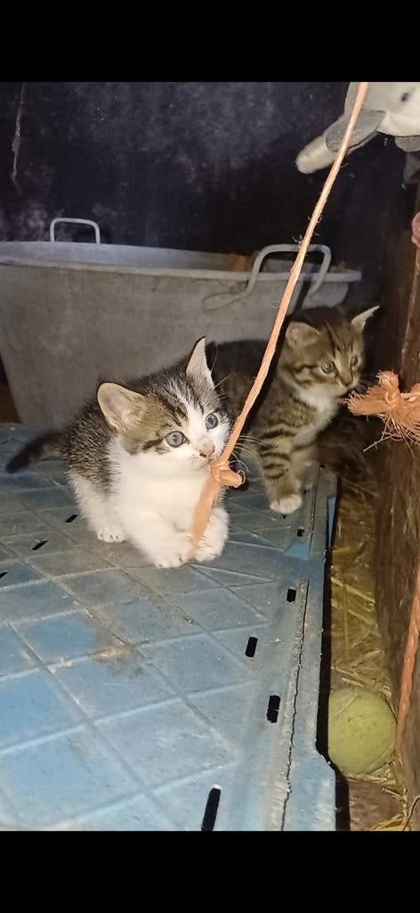 Kittens te koop!, Meerdere dieren