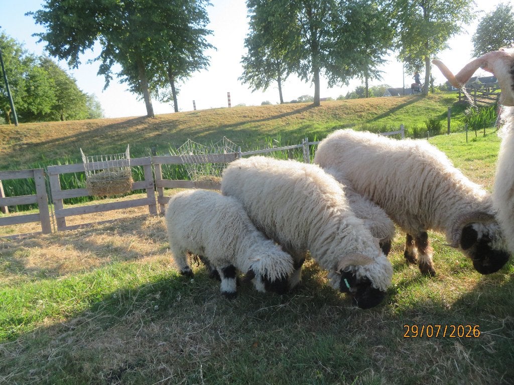 Walliser Schwarznase, Vrouwelijk, Schaap, 0 tot 2 jaar