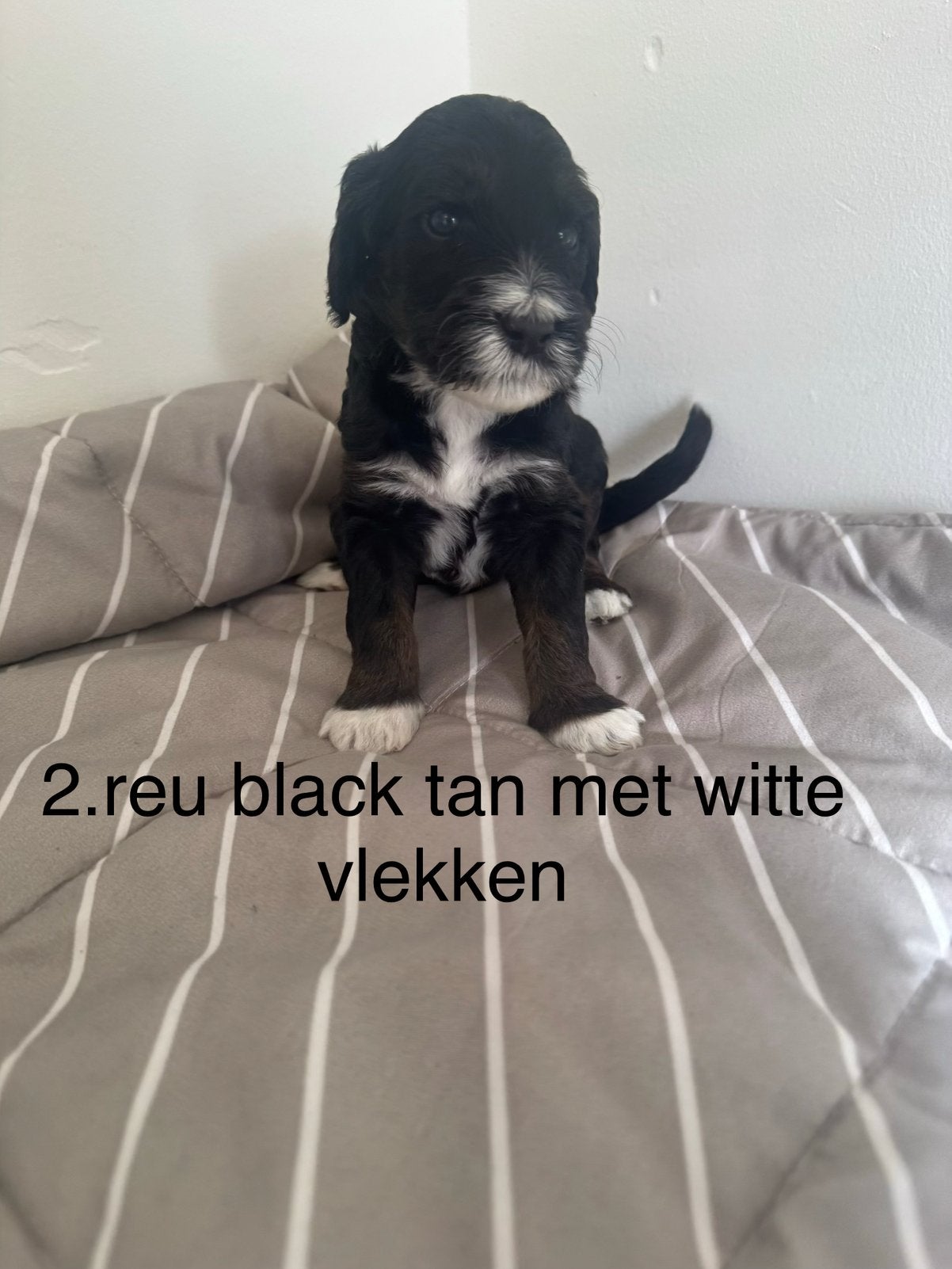 Australian labradoole alf1 puppy’s, CDV (hondenziekte), Overige rassen, 8 tot 15 weken, Meerdere
