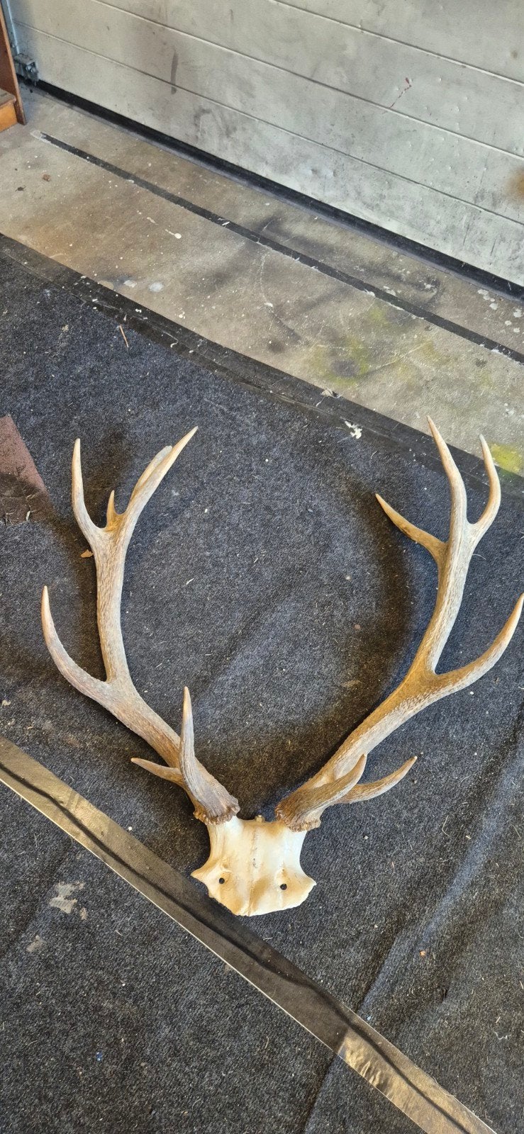 80x67cmHerten Gewei Decoratie - Natuurlijke Woonaccessoire, Huis en Inrichting, Gebruikt, Ophalen of Verzenden, Landelijk, Natuurlijk materiaal