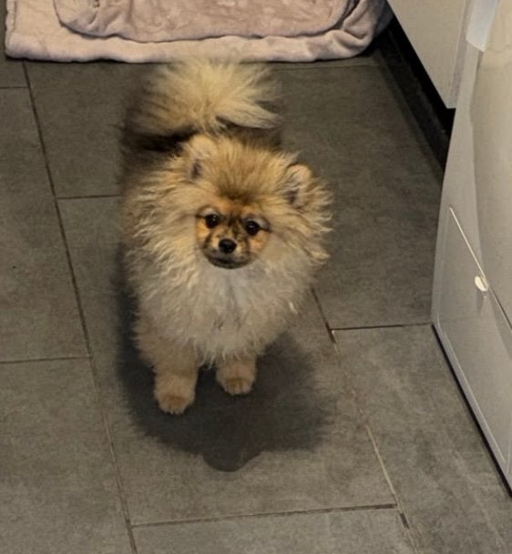 Pomeriaan teefje 5,5maand oud, Particulier, Keeshond, 15 weken tot 1 jaar, Buitenland