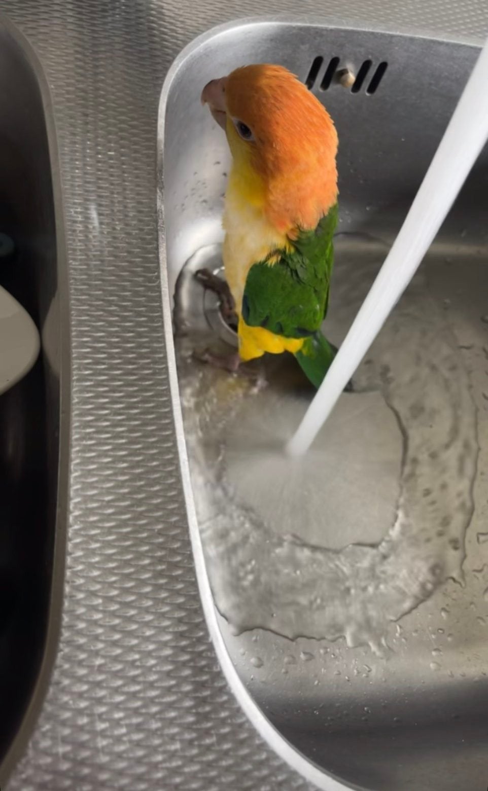 roestkop caique, Mannelijk, Papegaai