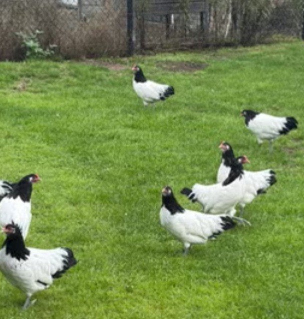 te koop 10 lakenvelder hennen, Dieren en Toebehoren