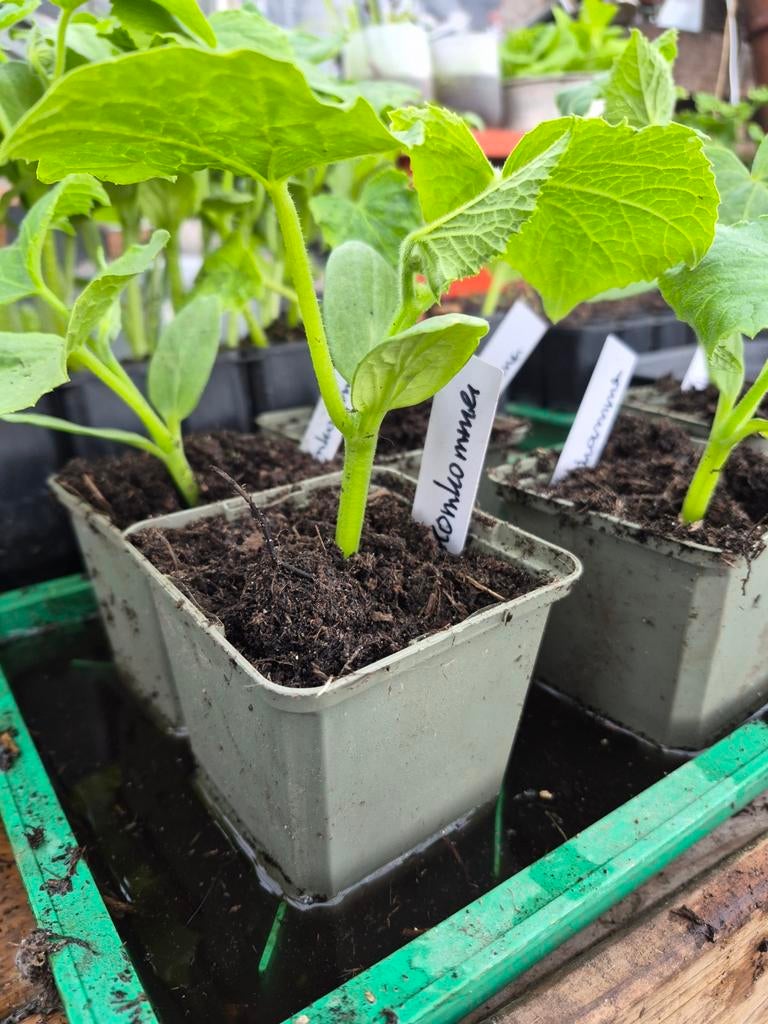 Komkommer planten, Tuin en Terras, Ophalen