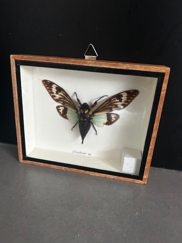 Vlinder/cicade in box, Ophalen of Verzenden, Zo goed als nieuw, Insect, Opgezet dier