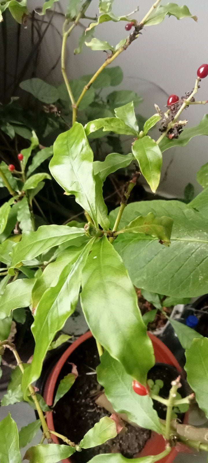 Psychotria carthagenensis - Myruca zaden, Ophalen of Verzenden, Gehele jaar, Halfschaduw, Zaad